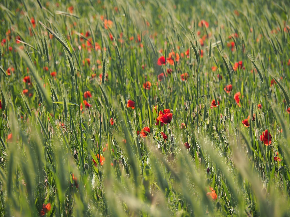 red flowers on green grass field during daytime