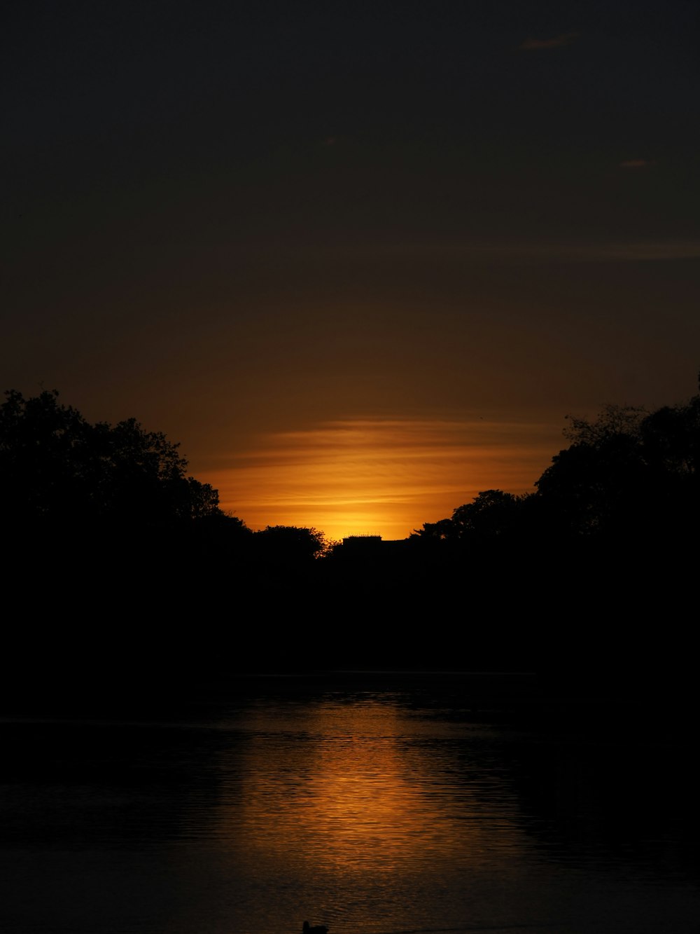 silhouette of trees near body of water during sunset