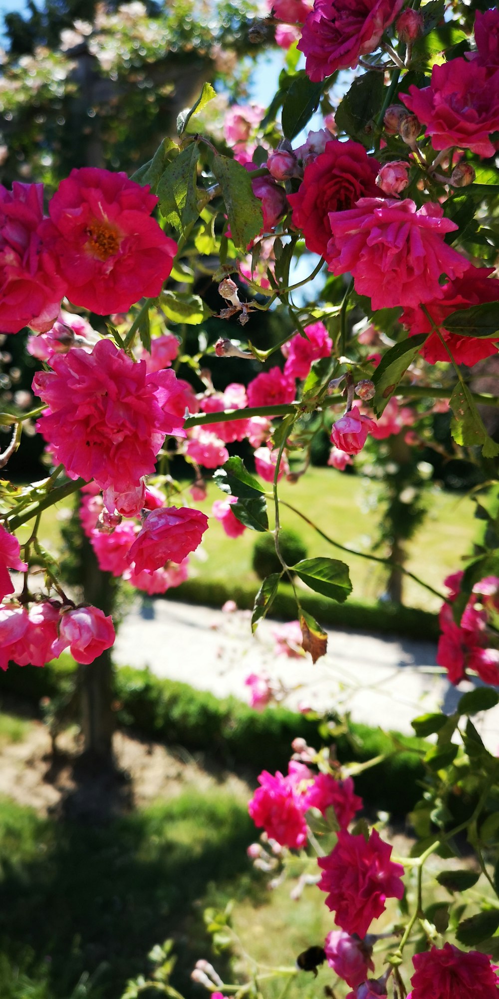 pink flowers in tilt shift lens