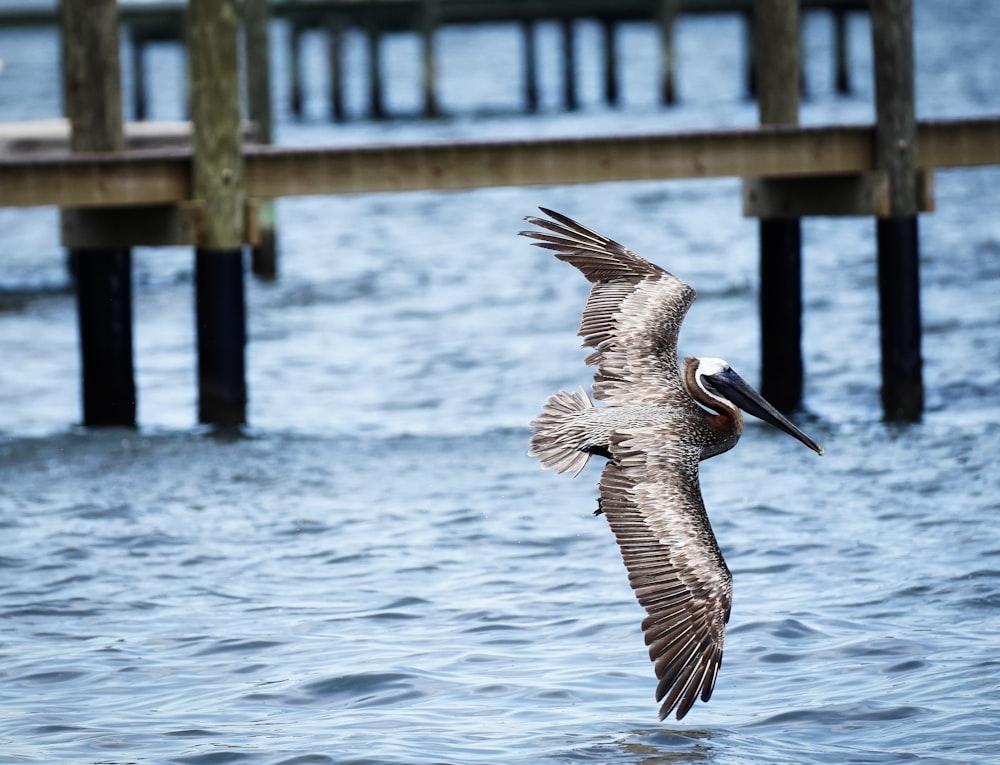 pelican flying over the sea during daytime