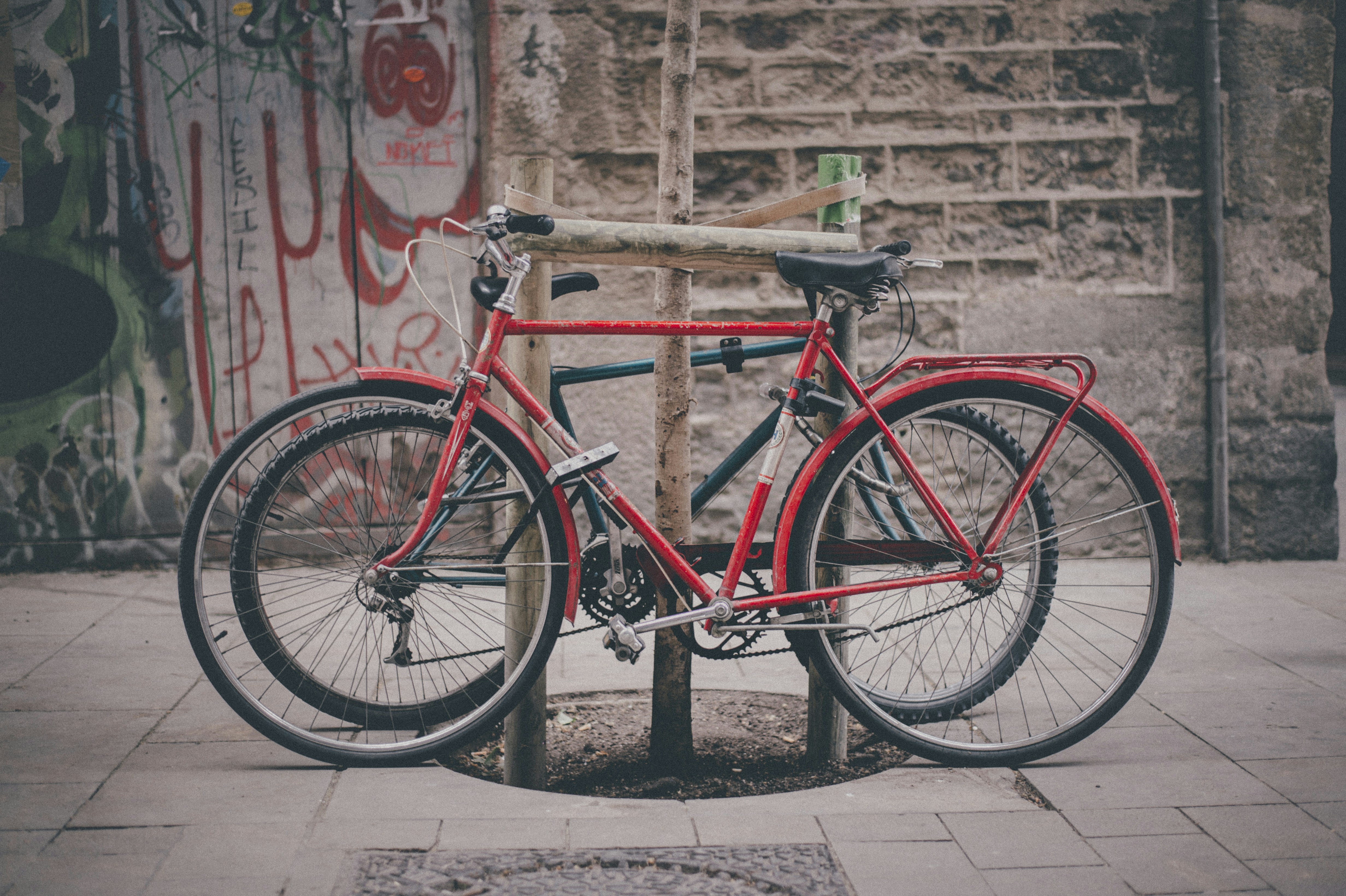 Two bikes are parked next to a tree.