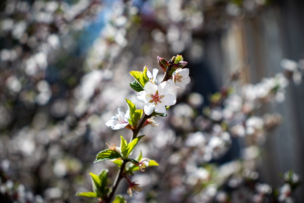 white cherry blossom in bloom during daytime