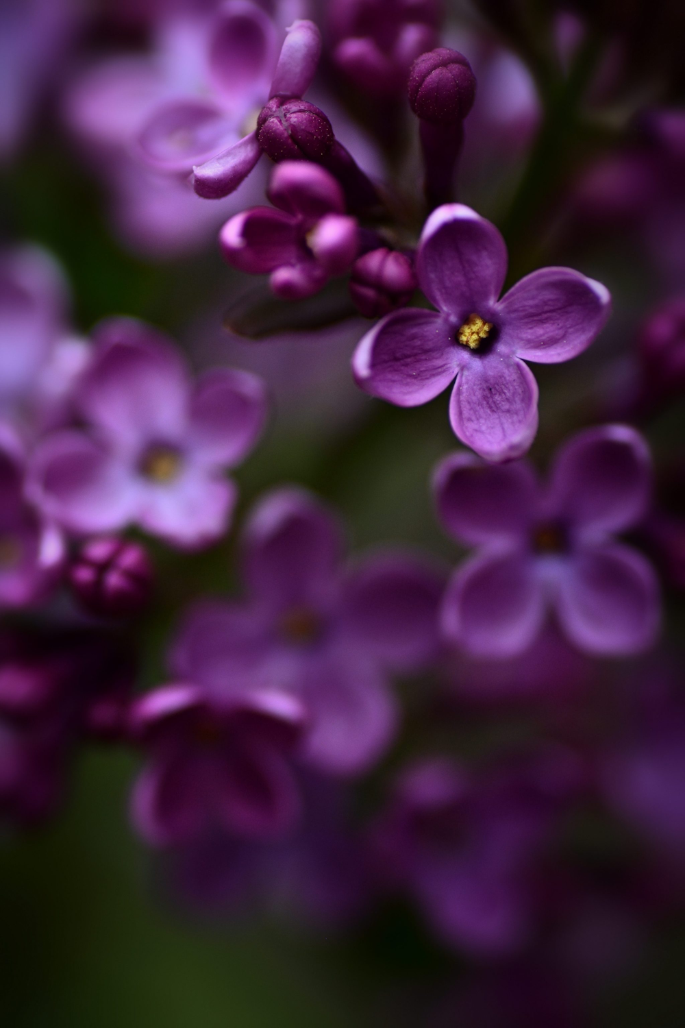 purple flower in macro shot