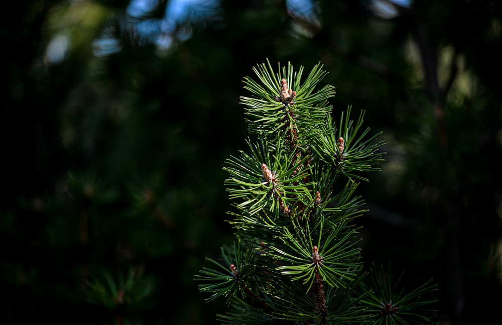 pino verde in primo piano fotografia