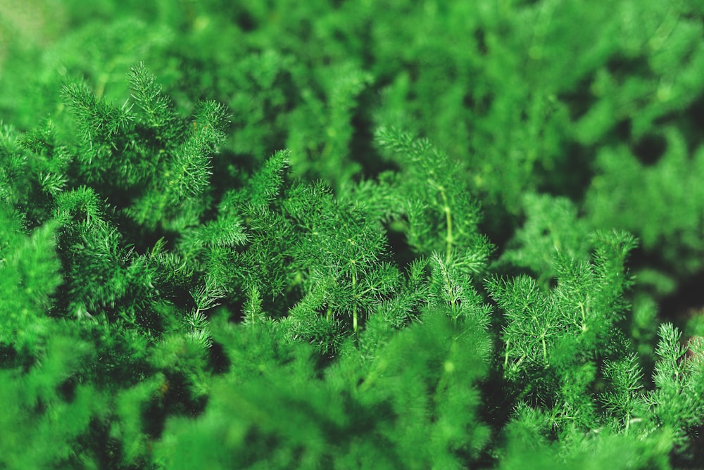 green grass field during daytime