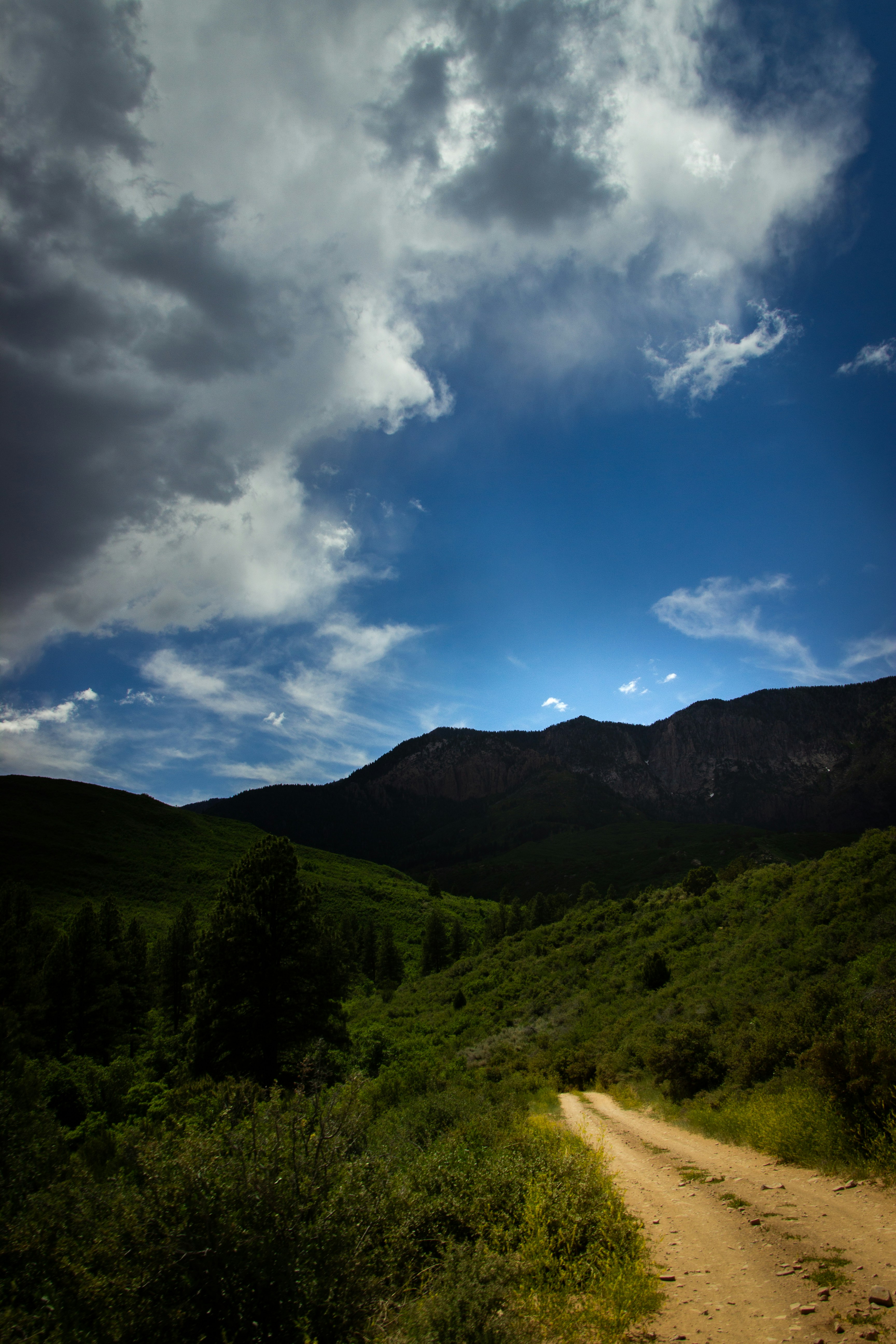 green trees on mountain under blue sky during daytime