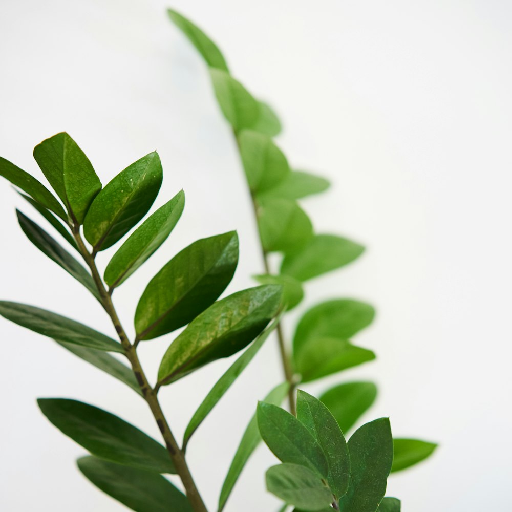 green leaves on white background