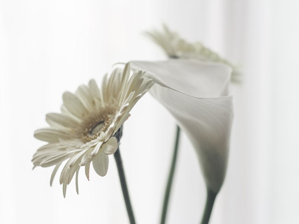 white flower with green stem