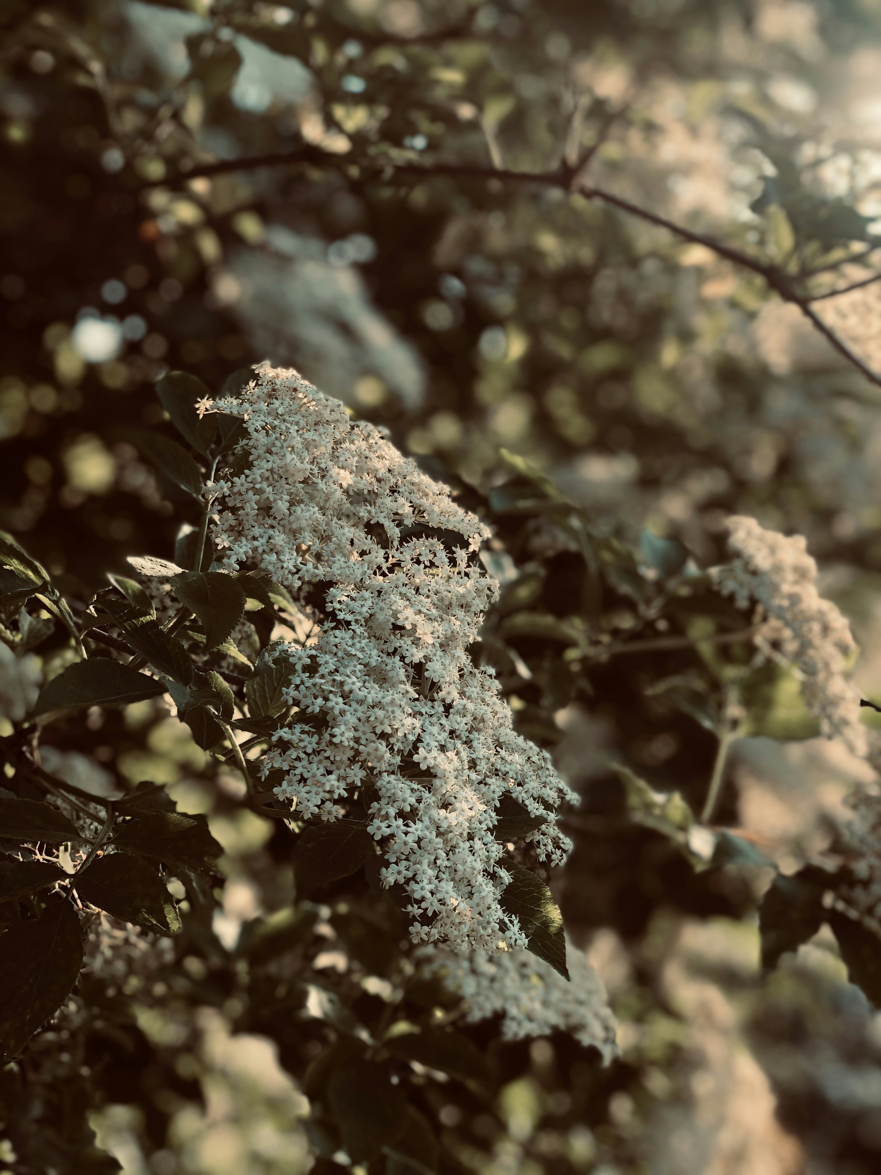 green and brown plant during daytime