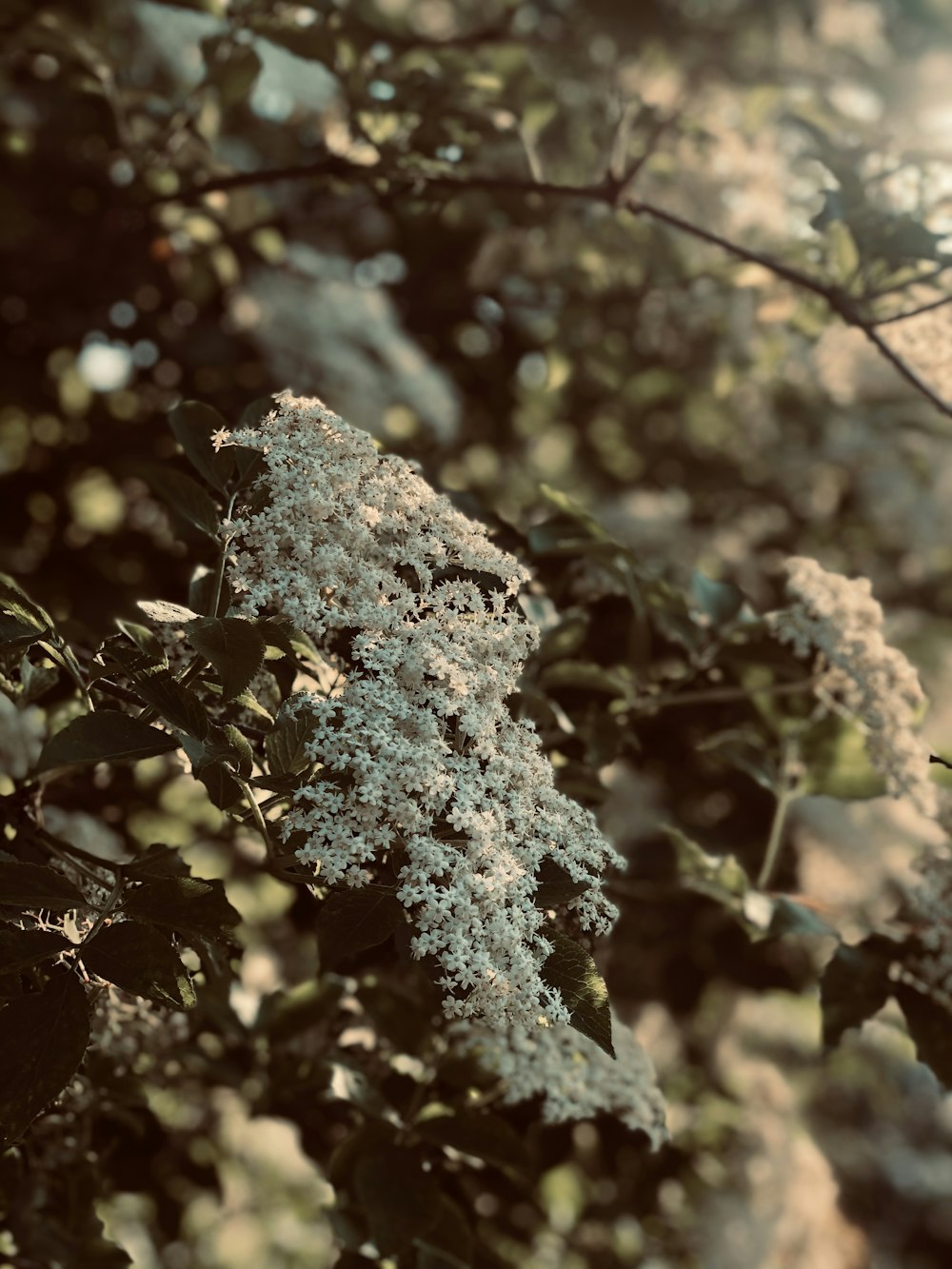 green and brown plant during daytime