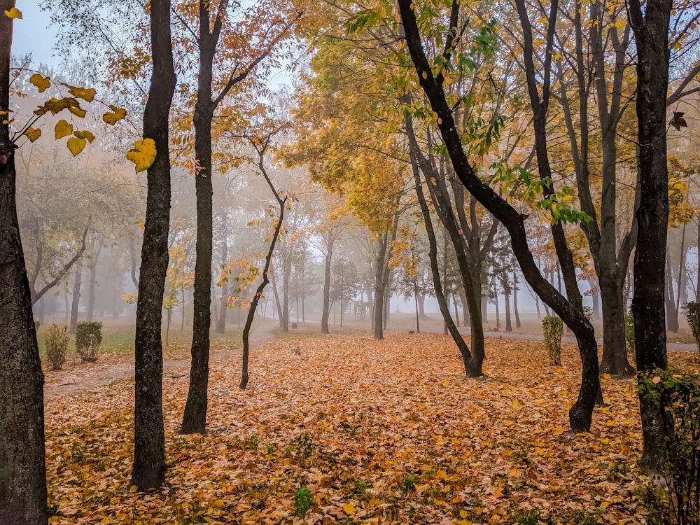 brown and green trees during daytime