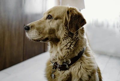 brown short coated dog with blue eyes
