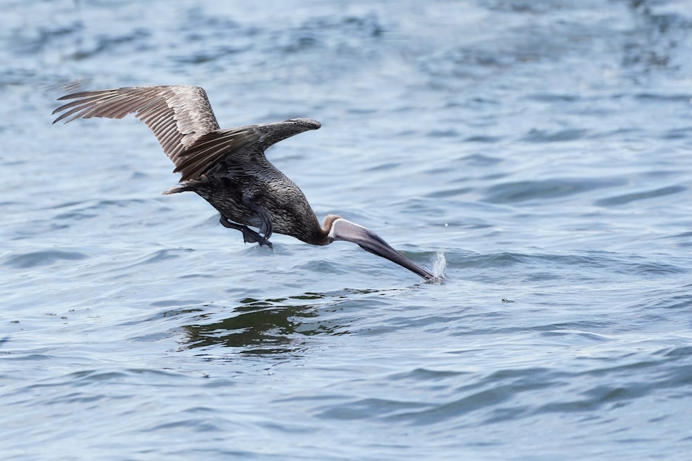 brown and white bird flying over the sea during daytime