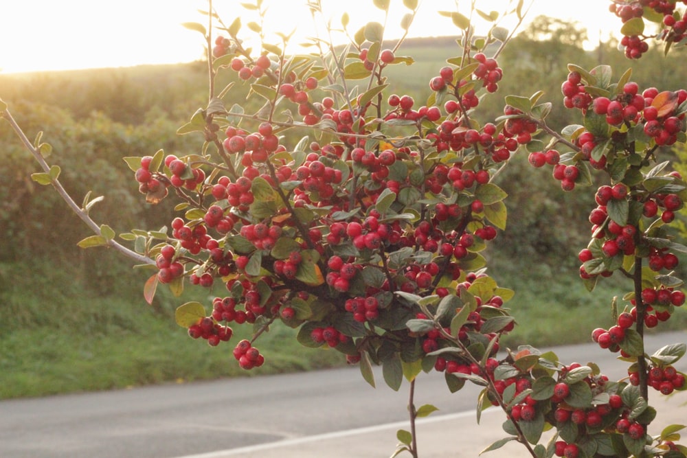 red round fruits on tree during daytime