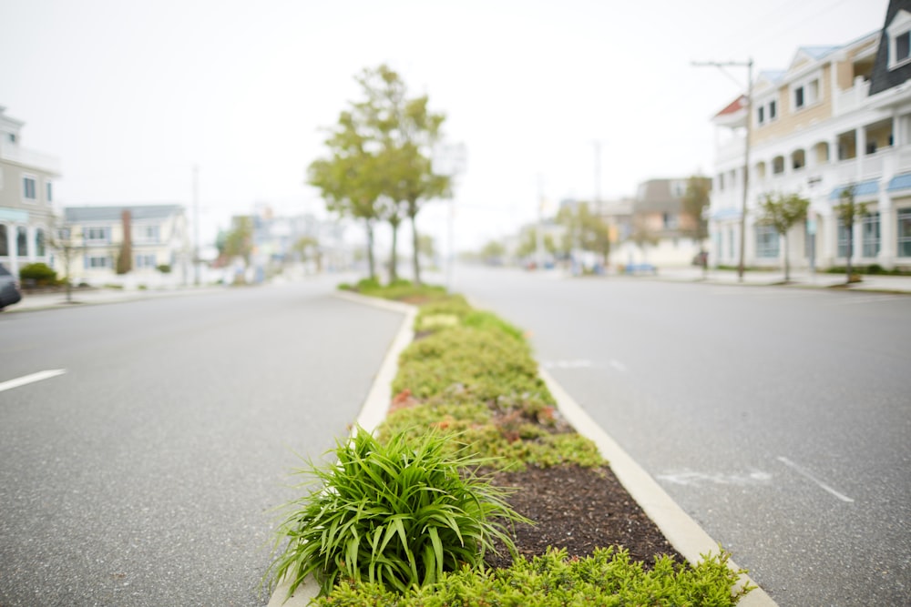 green plant on gray asphalt road during daytime