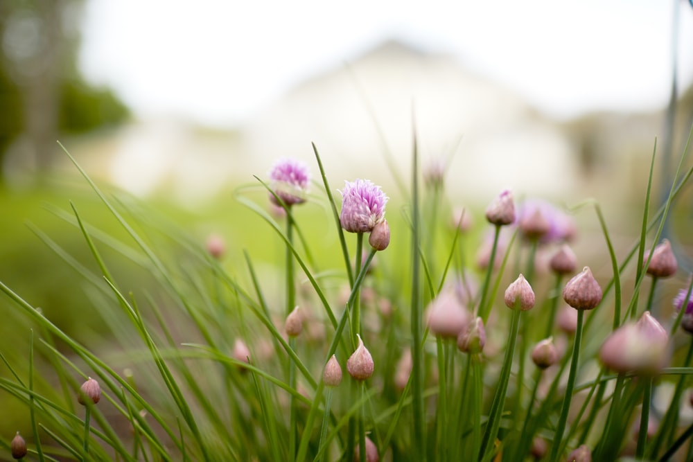 flor roxa no campo verde da grama durante o dia