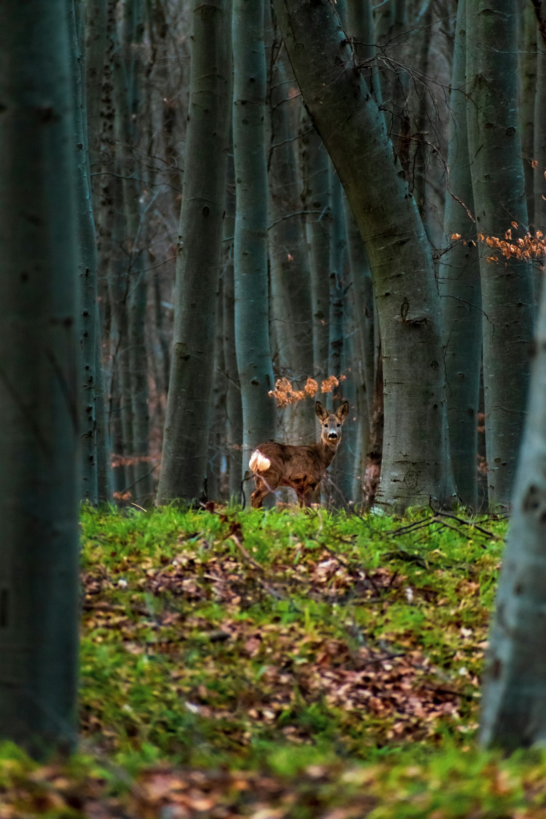 Forest photo spot Cluj County Cluj - Napoca