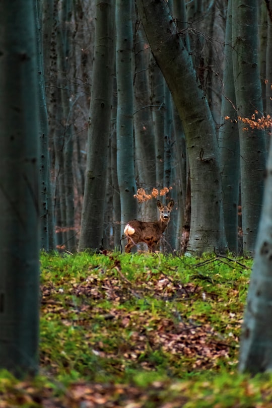 brown deer on forest during daytime in Cluj County Romania