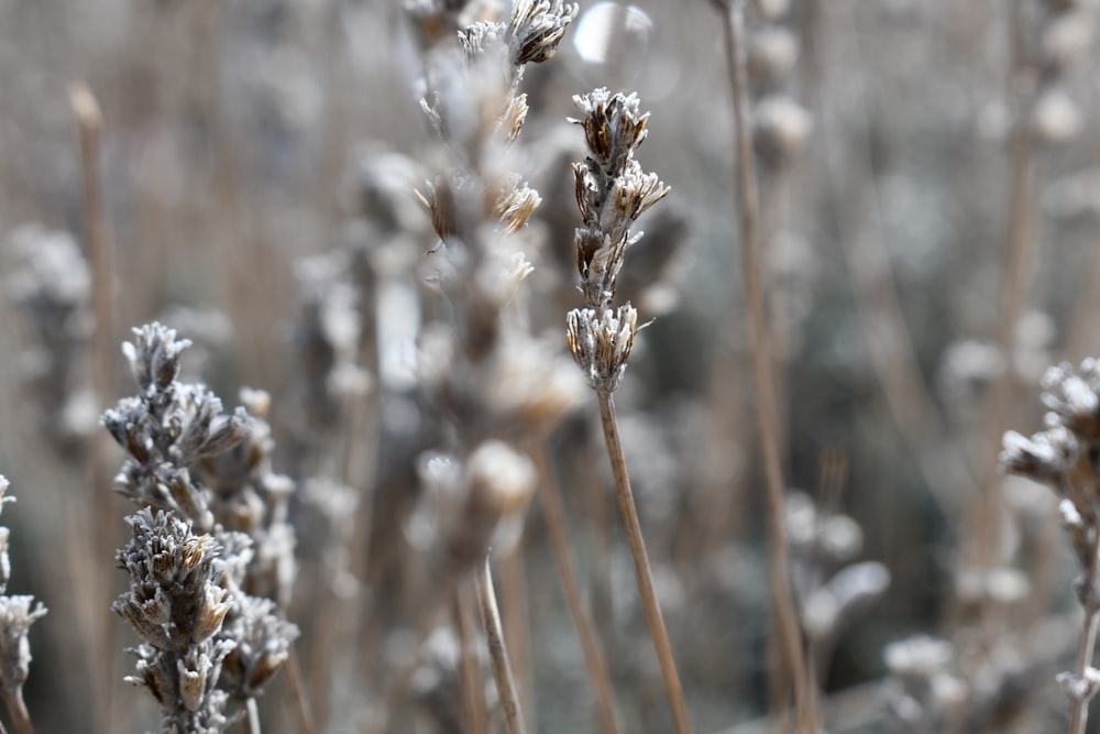 white and brown plant during daytime