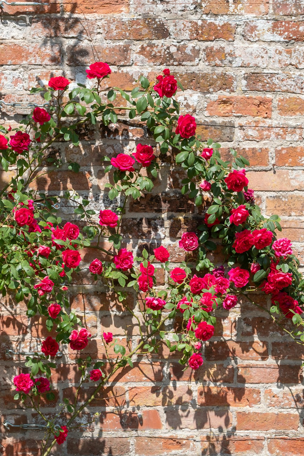 red and green plant on brown brick wall