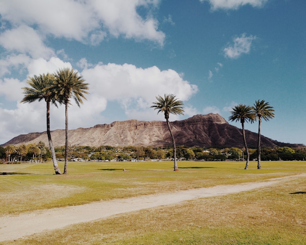 green palm tree near brown mountain under blue sky during daytime