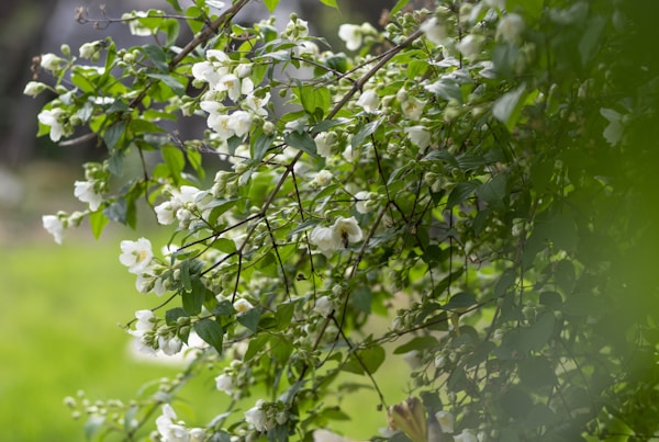 white and brown bird on green tree during daytime