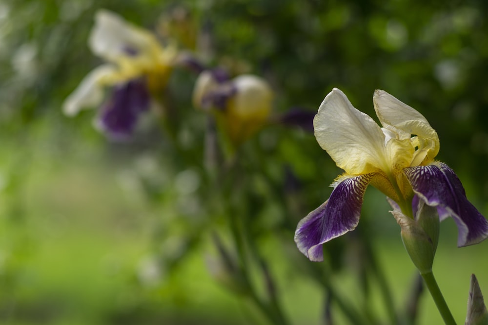 white and purple flower in tilt shift lens