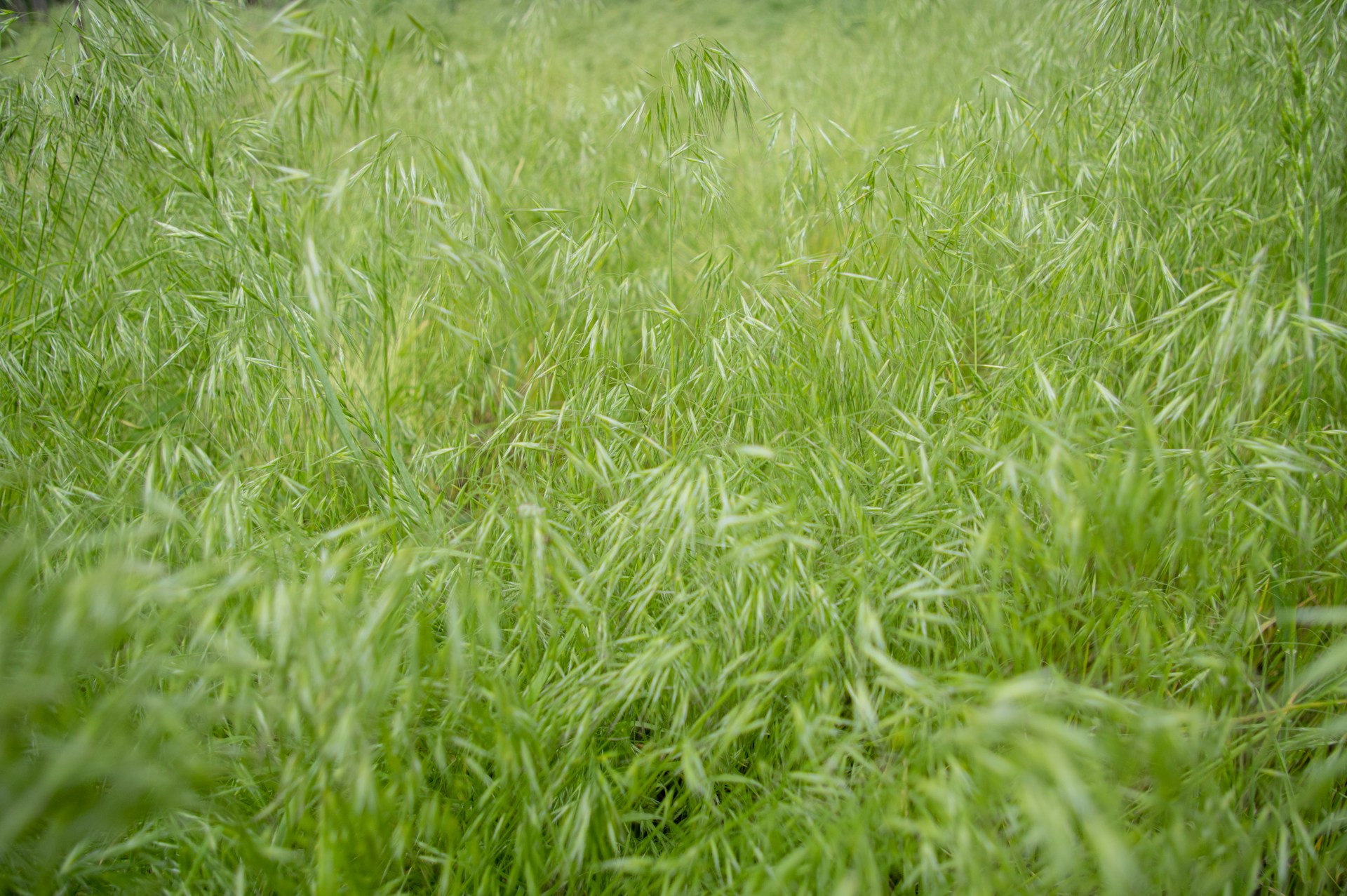 green grass field during daytime