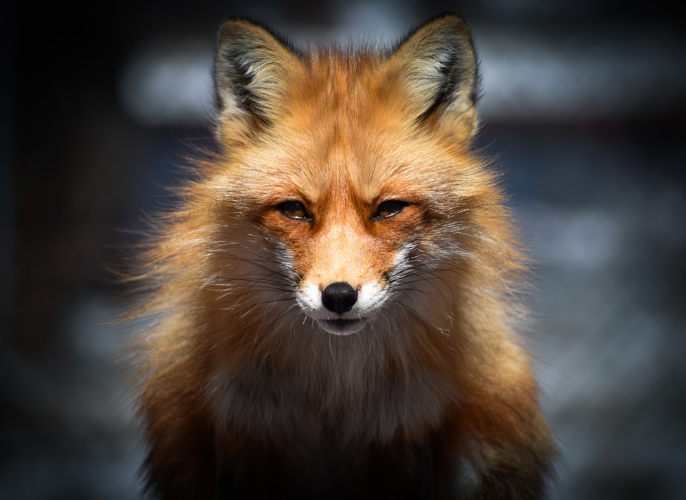 brown fox in close up photography
