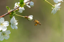 Bee hovering over a vibrant flower, gathering nectar for natural honey.