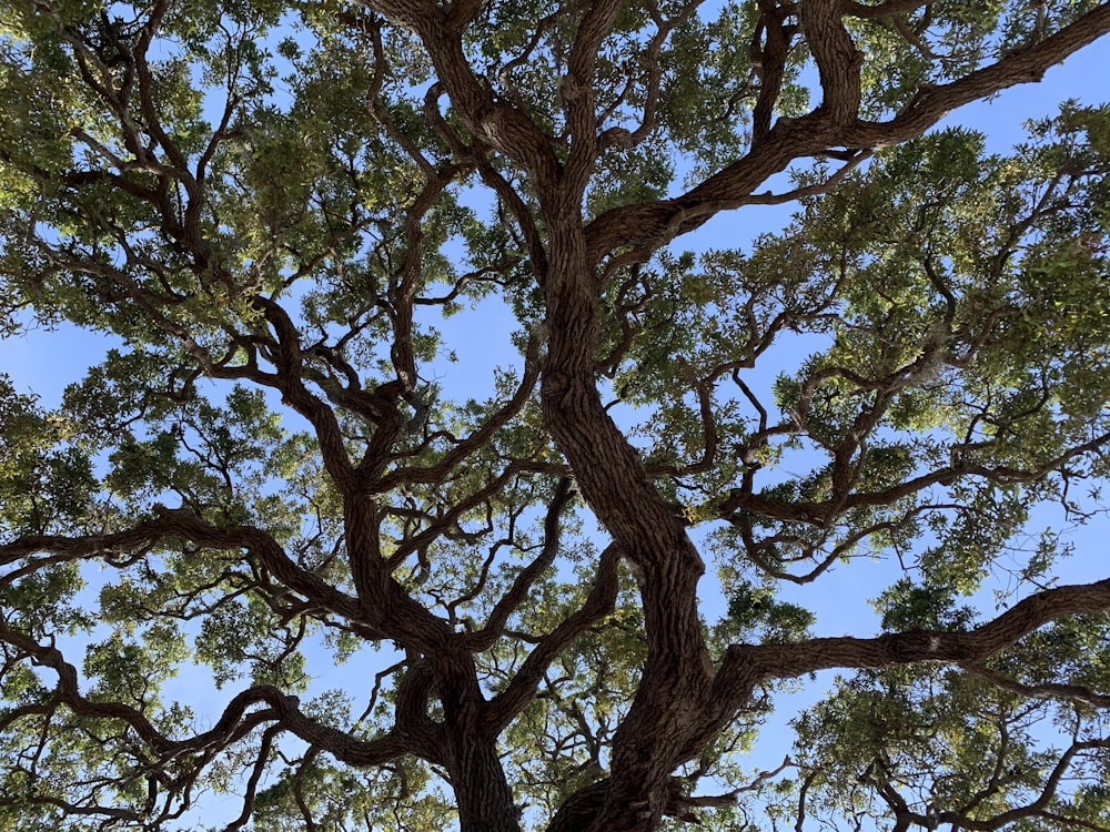 Árbol verde bajo el cielo azul durante el día