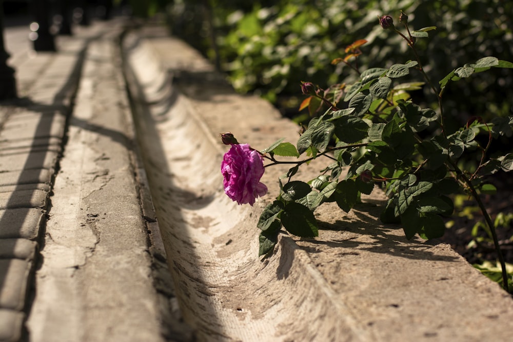 pink rose on gray concrete surface