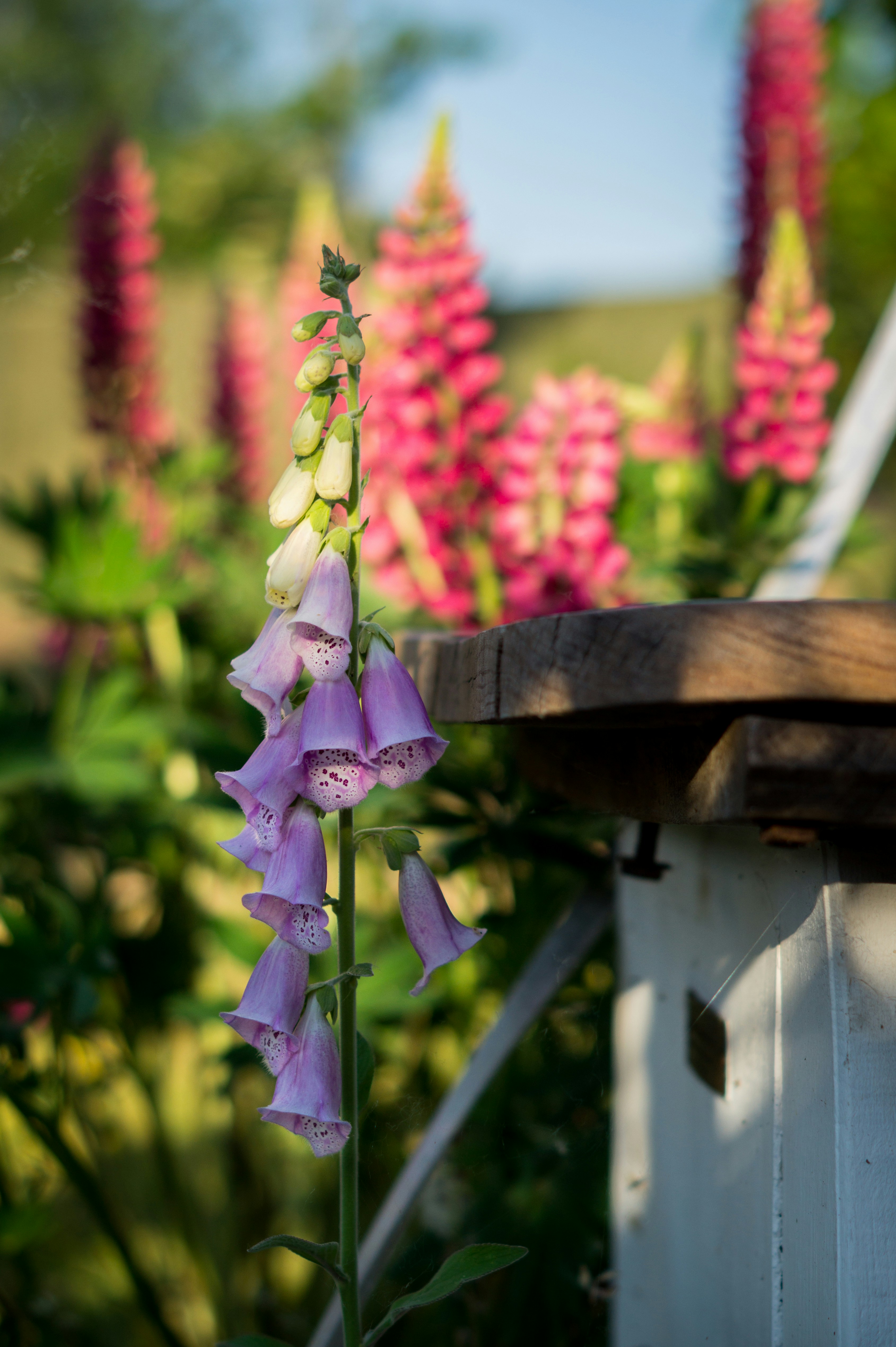 茶色の木の鍋に紫の花の写真 Unsplashで見つけるフラワーズの無料写真