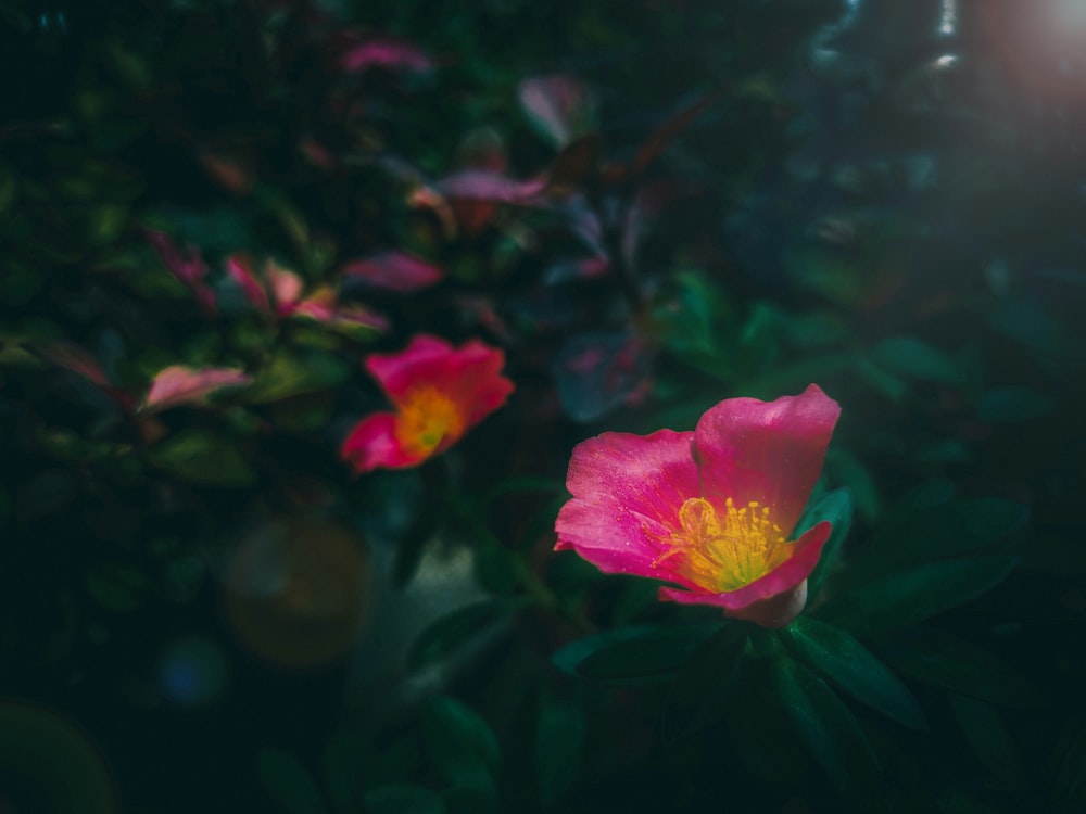 flor rosa en lente de cambio de inclinación