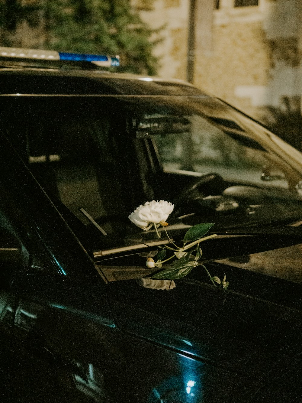 fiore bianco su auto nera