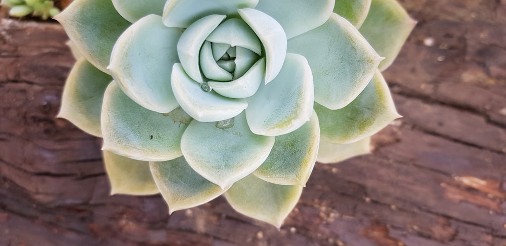 green succulent plant on brown wooden surface