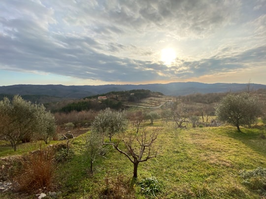 green trees on green grass field under cloudy sky during daytime in Hum Croatia