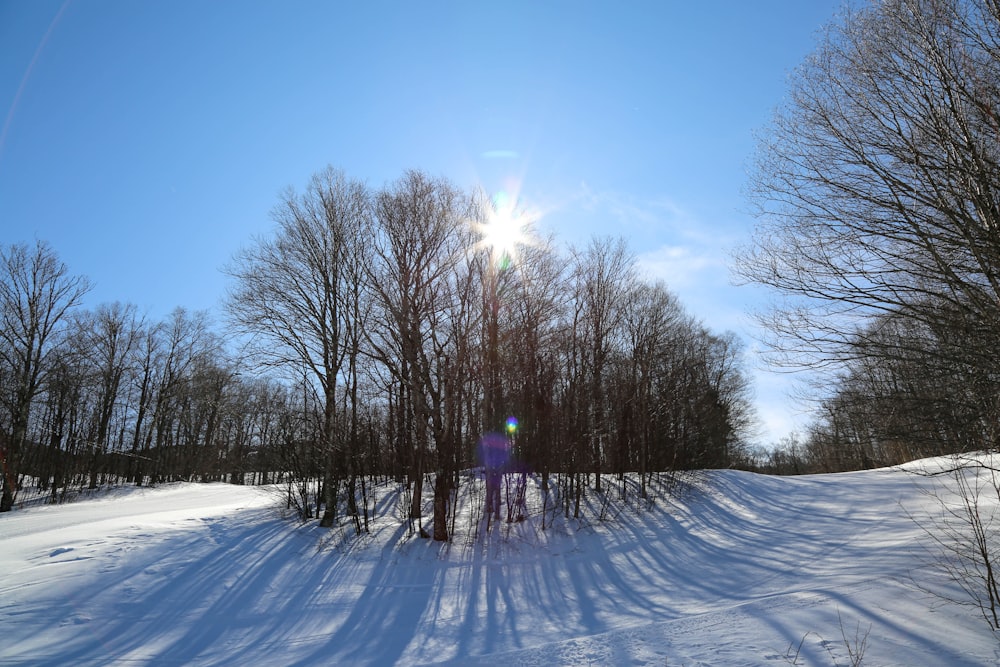 bare trees on snow covered ground under blue sky during daytime