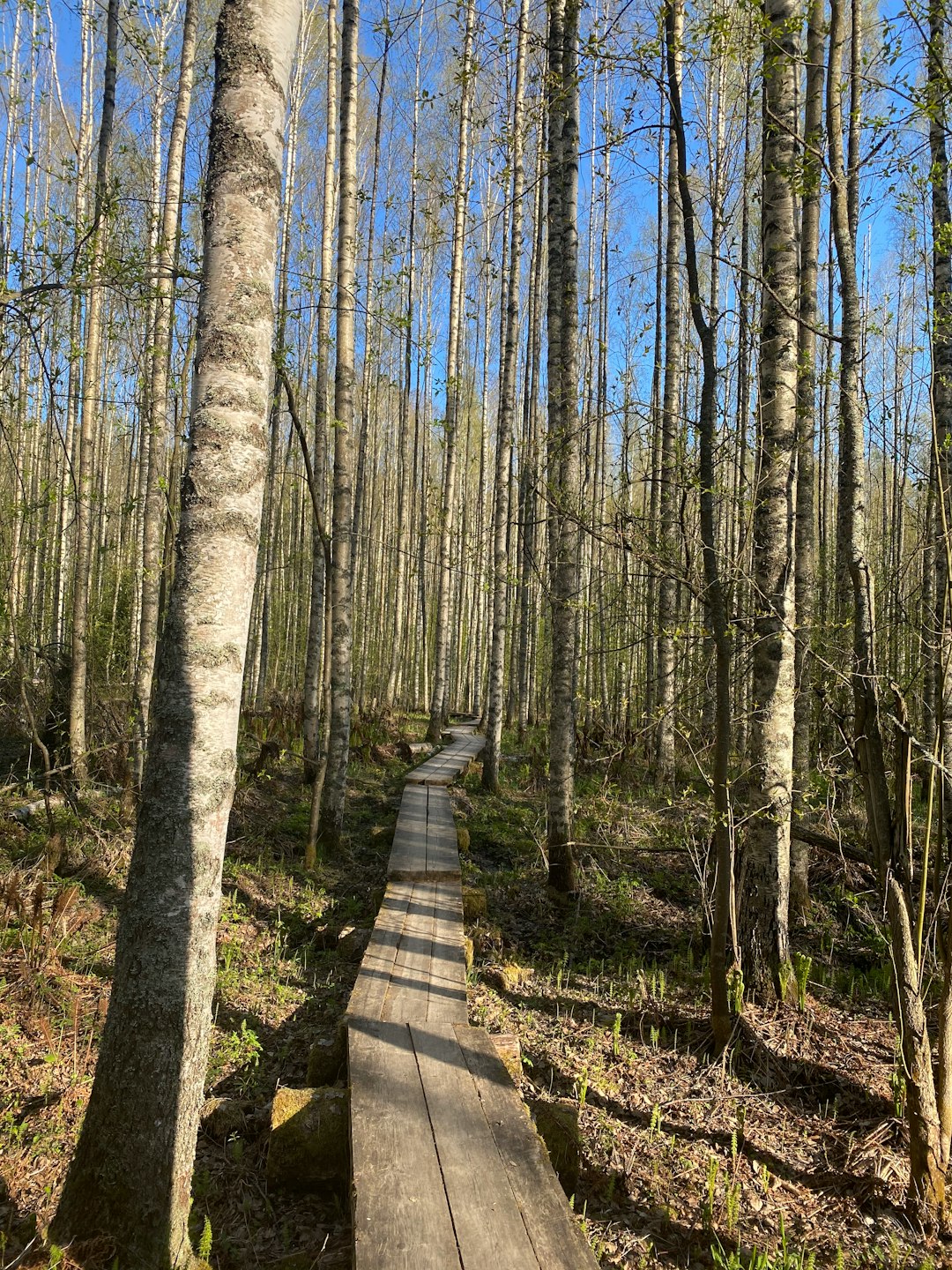 Forest photo spot 70900 Kuopio