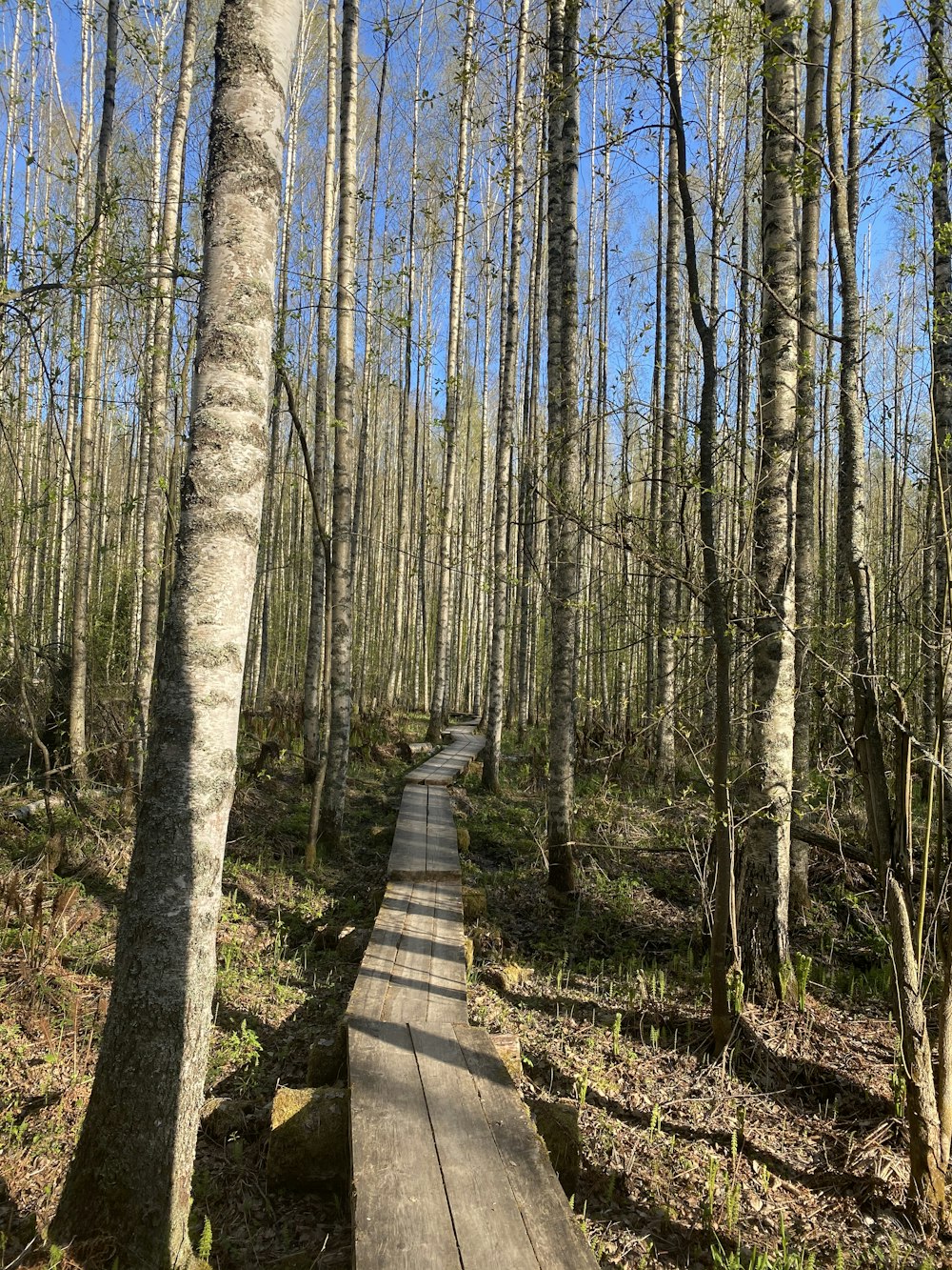 brown wooden pathway in the woods