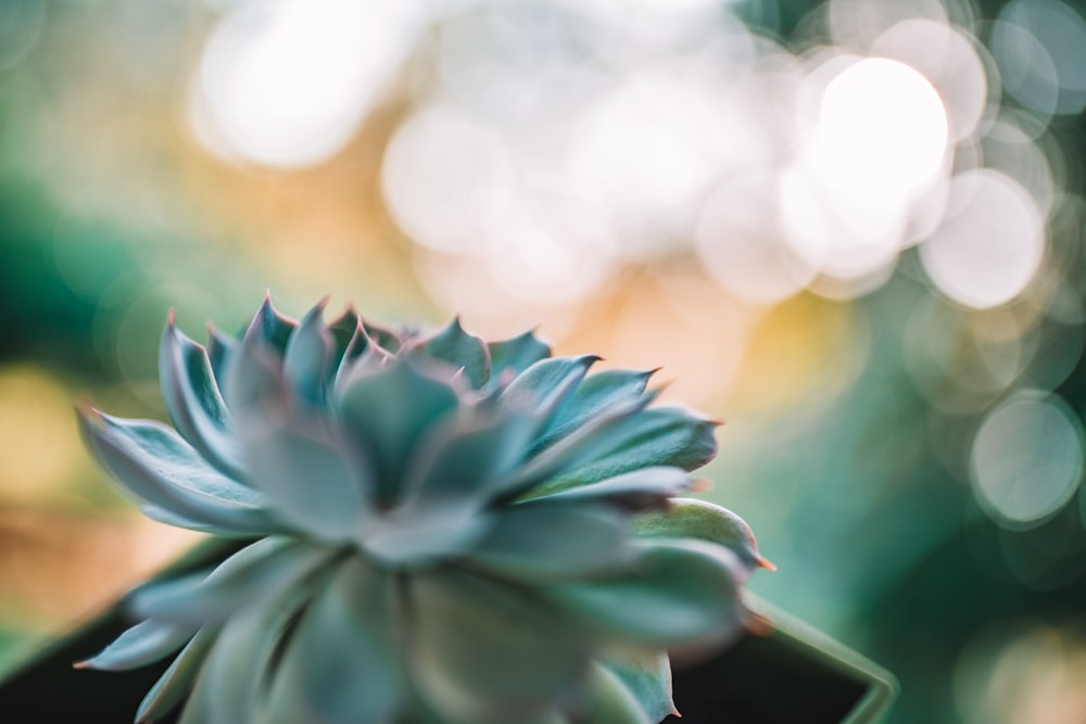 blue and white flower in close up photography