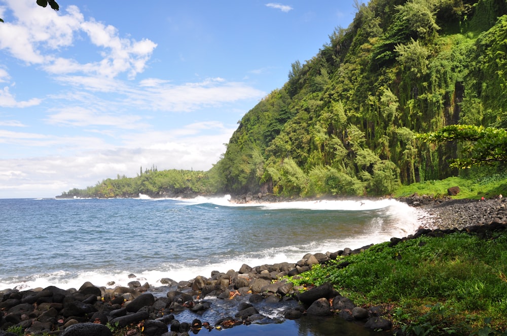 green trees on seashore during daytime