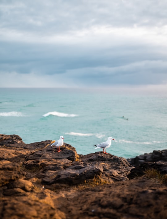 white birds on brown rock near body of water during daytime in Fingal Head Australia