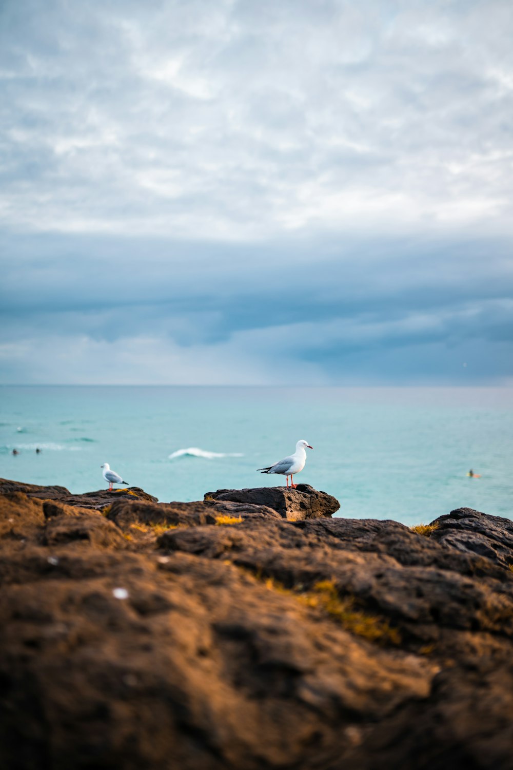 pássaro branco na rocha marrom perto do corpo de água durante o dia