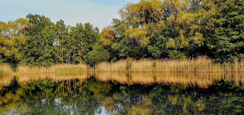 green trees beside body of water during daytime