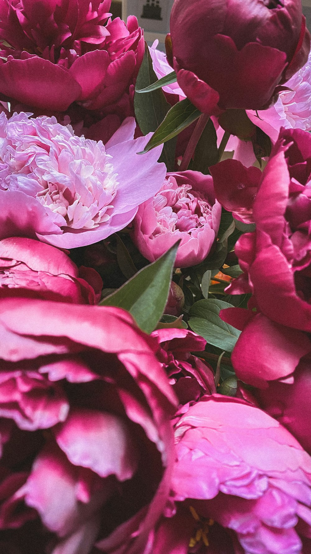 pink flower with green leaves