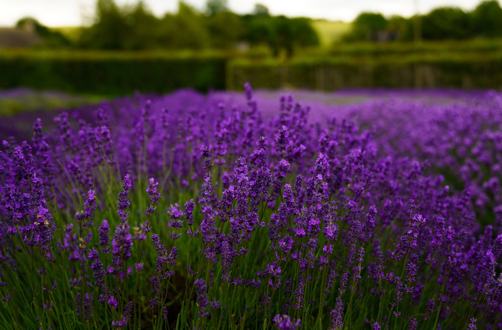champ de fleurs violettes pendant la journée