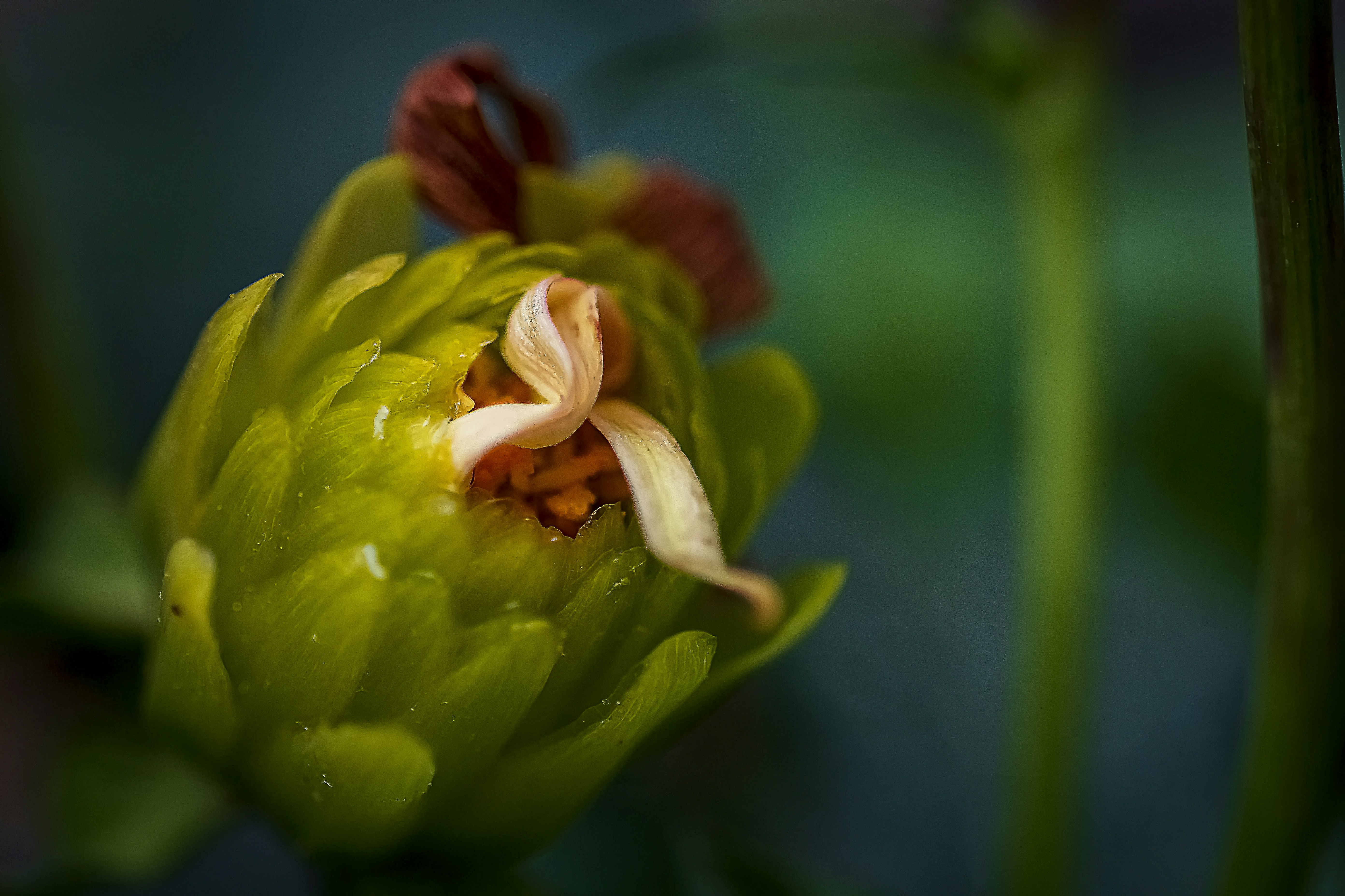Photo by rthiemann