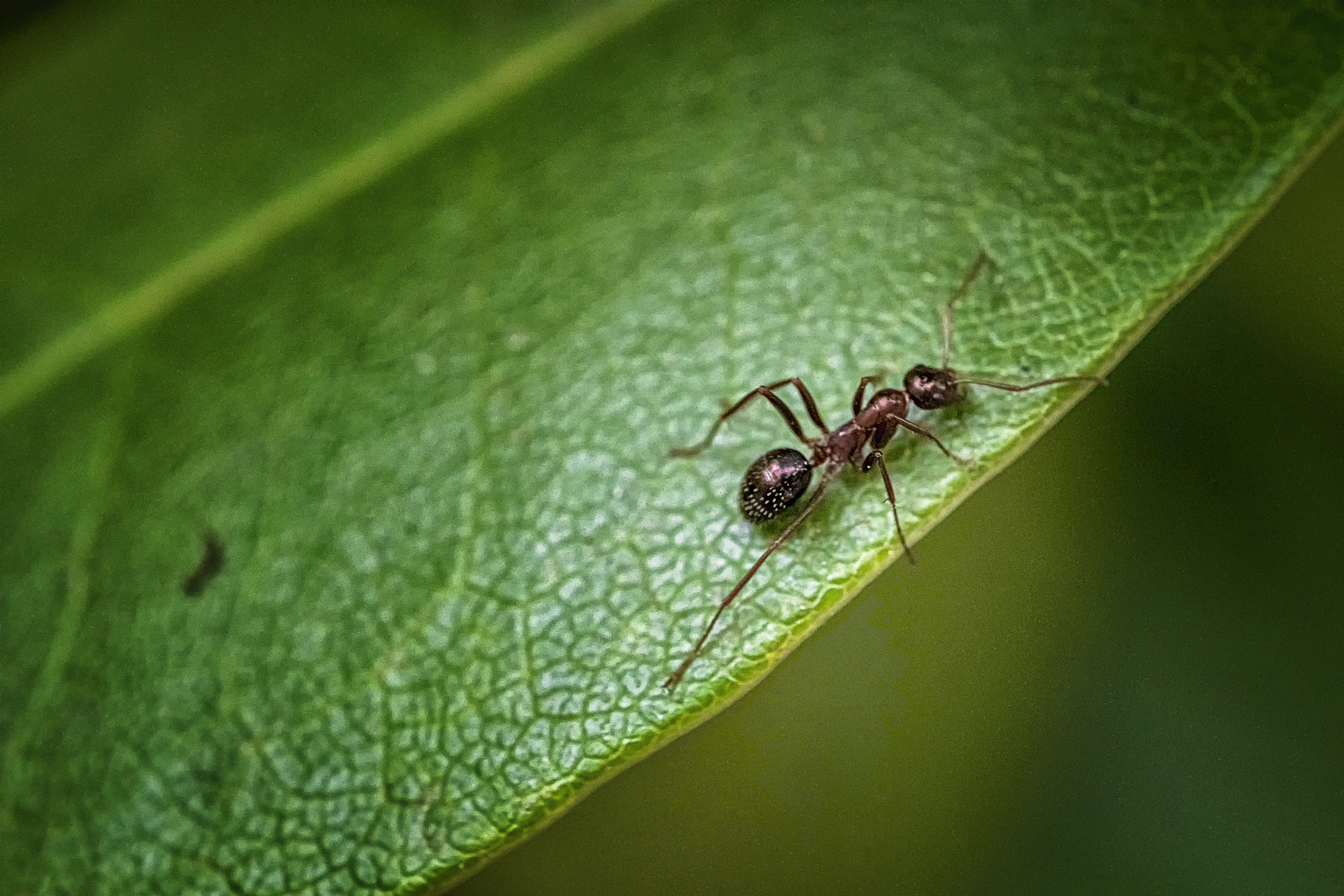 black ant on green leaf