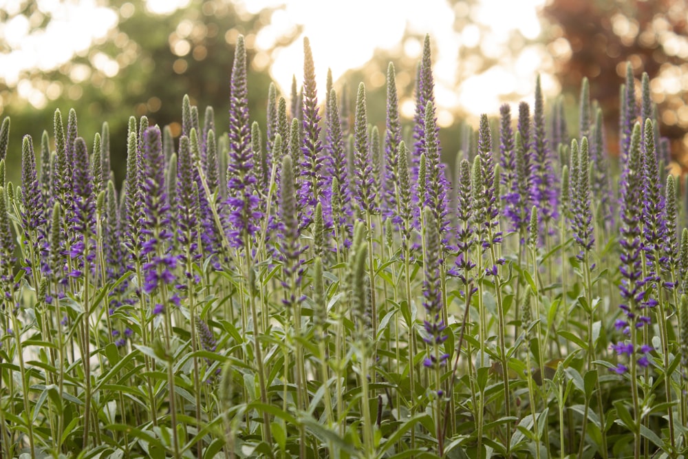 purple flower on green grass during daytime